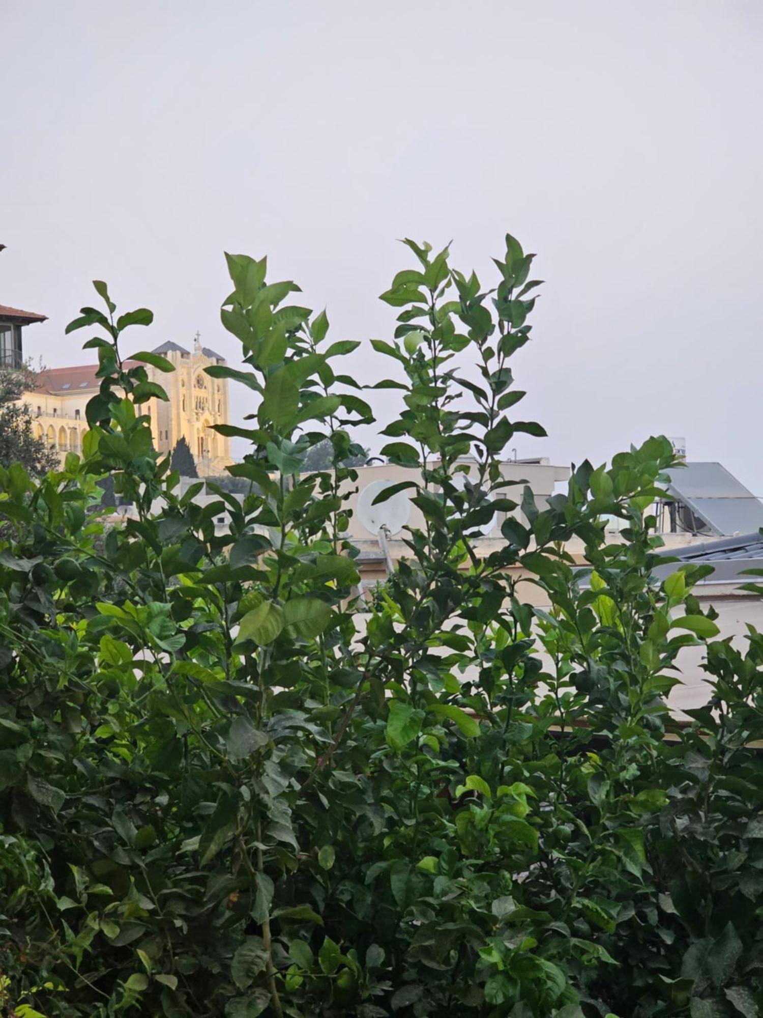 Maria'S Guesthouse - Uphill View Of Nazareth F Buitenkant foto